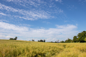 Obraz premium Summertime agricultural landscape and blue skies.