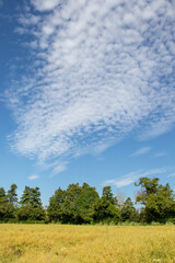 Summertime agricultural landscape and blue skies.