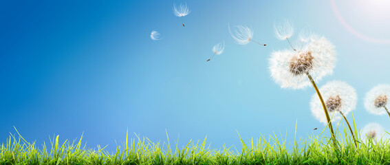 Dandelion weed seeds blowing across a sunny summer blue sky and green grass background.