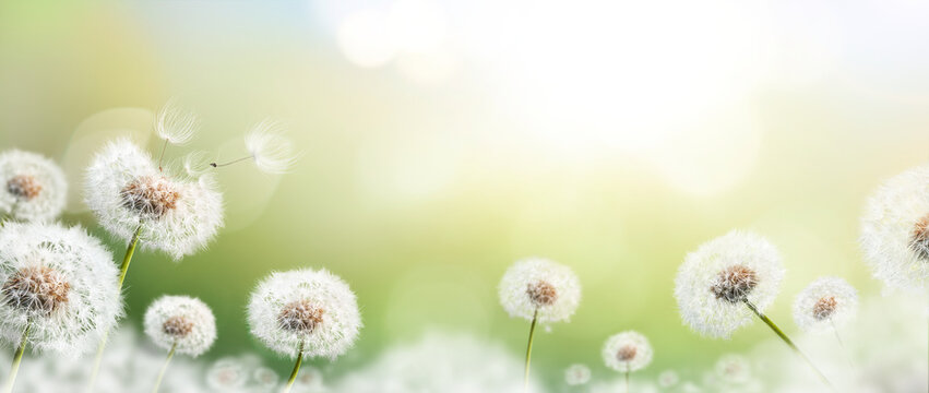 Dandelion weed seeds blowing across a spring, summer garden with a bright blurred bokeh sunny background