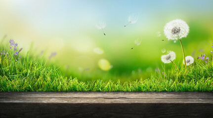 Dandelion weed seeds blowing across a summer garden of a green grass lawn with a wooden bench to display products on with a bright sunny background © Duncan Andison