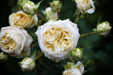 雨に濡れた薔薇の花びら
