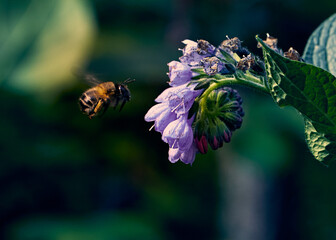 Photo a comfrey officinalis in the rays of the morning sun with a bee collecting honey.