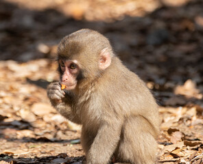 Fototapeta premium ニホンザルの子供