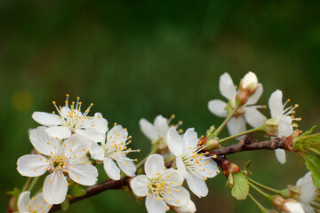 Rain on a flowering tree branch. Macro. Spring rain and white flowers on a branch. Spring mood.