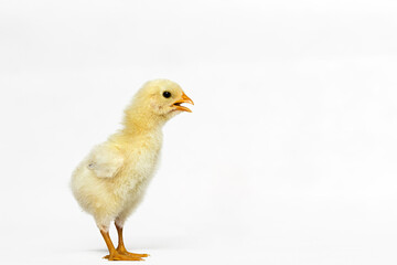 baby chicken on a white background