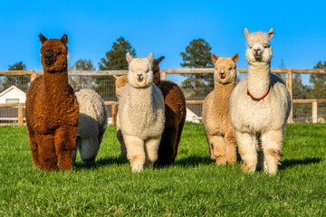 Alpacas in a field in Central Oregon