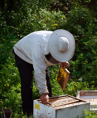 beekeeper working in the apiary