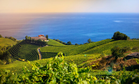 vineyard txacol&iacute; 