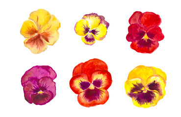 Pansies, red and yellow flowers, bloom , pansy , watercolor floral illustrations	