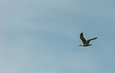 Fototapeta premium birds in flight