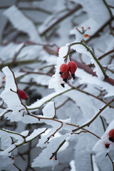 Giochi di ghiaccio sugli alberi, passo della Raticosa, Toscana