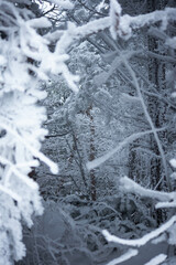 Giochi di ghiaccio sugli alberi, passo della Raticosa, Toscana
