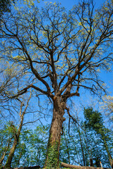 Passeggiata lungo il fiume Idice, città metropolitana di Bologna, Emilia Romagna