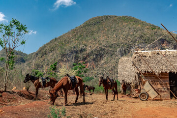 Horseback riding in a tobacco farm in the region of Vinales in Cuba.