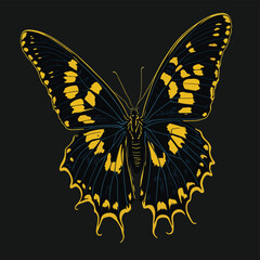 butterfly on black
