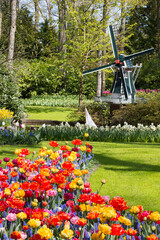 Colorful tulips and windmill in the famous park Keukenhof in Holland.