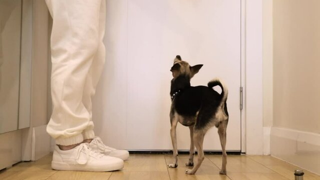 the dog asks for a walk, the pet dances on its hind legs in front of the door of the house