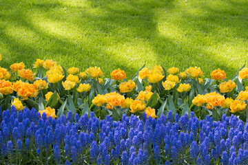 Beautiful colorful tulips and hyacinth. Blue-yellow symbols in the famous park Keukenhof in Holland.