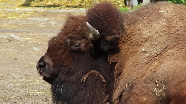 A large, adult bison lies on the ground in a zoo enclosure and chews.