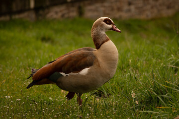 Bird, Egyptian goose Alopochen aegyptiacais a member of the duck, goose, and swan family Anatidae in wild natural outdoor grassland environment. Animal referred to as fowl