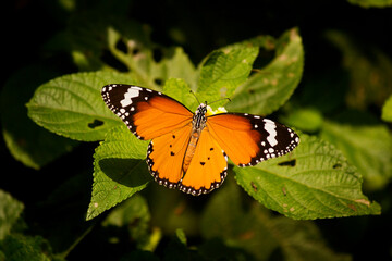 A Plain tiger, African queen, or African monarch, or Monarch butterfly