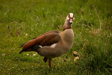 Obraz premium Bird, Egyptian goose Alopochen aegyptiacais a member of the duck, goose, and swan family Anatidae in wild natural outdoor grassland environment. Animal referred to as fowl