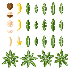 Set of color illustration with tropical palm, leaves, coconut and banana. Isolated vector object on white background.