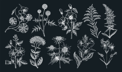 Hand drawn garden summer flower collection. Garden flowering plants, herbs, meadowes sketches. Botanical illustrations on chalkboard. Floral design element in engraved style for prints, cards