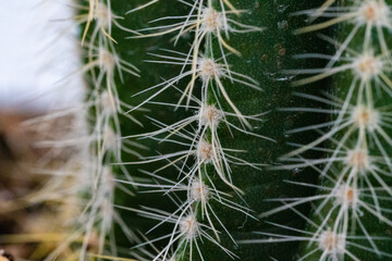 cactus macro picture
