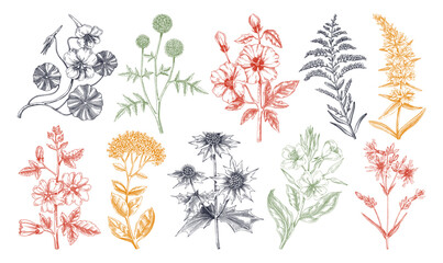 Hand drawn garden summer flower collection. Garden flowering plants sketches in color. Botanical illustrations isolated on white background. Floral design element in engraved style for prints, cards - obrazy, fototapety, plakaty