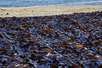 미역, 다시마, 양식장, 어촌, 미역양식, 다시마양식, 등대, 바다, 물가, 섬