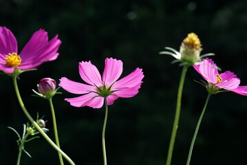 光を通すコスモスの花