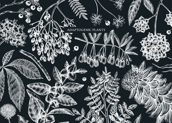 Adaptogenic plants background in sketch style. Sketched medicinal herbs, weeds, berries, leaves banner design. Perfect for brands, labels, packaging. Botanical illustrations on chalkboard
