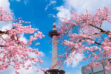 Kyoto tower view with pink weeping cherry blossoms - 603982386
