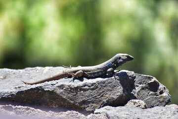 Closeup of wall lizard on Tenerife