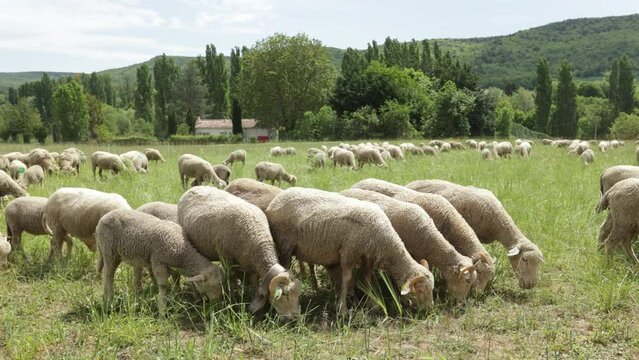 troupeau de moutons dans un pr&egrave;s	