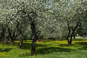 apple orchard in spring