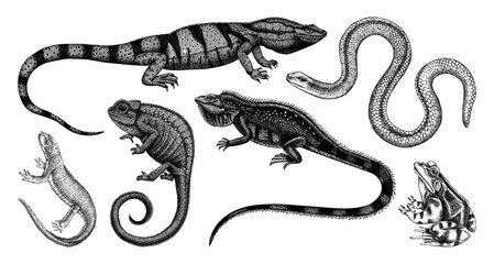 Sketched animals collection in sketch style. Vintage animal drawings isolated on white background. Hand drawn reptiles and amphibians outlines. Herpetofauna and wildlife illustrations