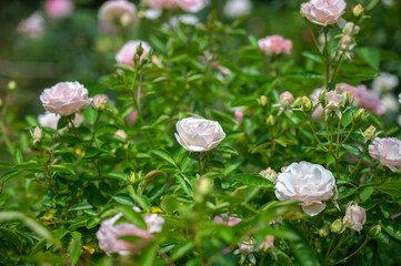 Beautiful white rose. Blooming garden plant.