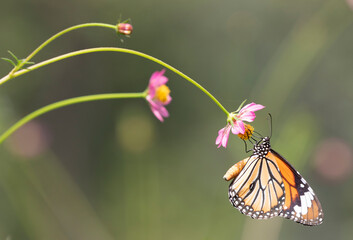 Striped tiger (Danaus genutia), the common tiger feeding on Cosmos flowers 