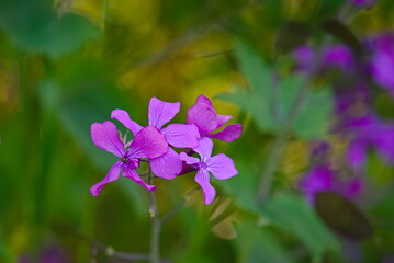 purple, small flower on a blurred background - 603986979