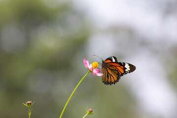 Fototapeta na wymiar Striped tiger (Danaus genutia), the common tiger feeding on Cosmos flowers 