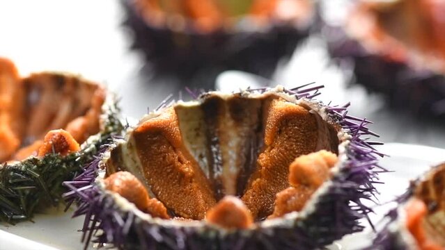 Sea Urchin with caviar close-up, on white plate. Fresh open sea urchins with ice, ready to eat. Border design, delicatessen food. Traditional Mediterranean food. Roe. Seafood