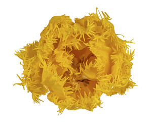 Close up top view yellow ruffled tulip flower, isolated cutout on transparent background.