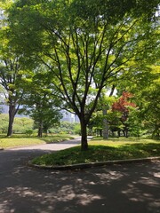 Coin du jardin impérial et asiatique de la ville de Tokyo, avec toute sa beauté florale, ses arbres bien taillés, ses fleurs exotiques et colorés, les rayons du Soleil, ses magnifiques buissons