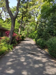 Fototapeta na wymiar Coin du jardin impérial et asiatique de la ville de Tokyo, avec toute sa beauté florale, ses arbres bien taillés, ses fleurs exotiques et colorés, les rayons du Soleil, ses magnifiques buissons