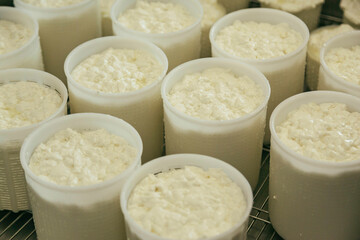 cheesemongers 