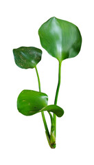  water hyacinth green leaves tree beans isolated on white, Green leaves on a white transparent background, green leaves, leaves, transparent png