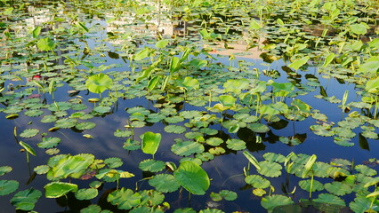 Grand lac de nénuphars, au jardin d'Ueno, en plein centre de la ville de Tokyo, lac transparent et bleu, beauté naturelle, urbaine et touristique, lieu de culture aquatique, avec image réflexion
